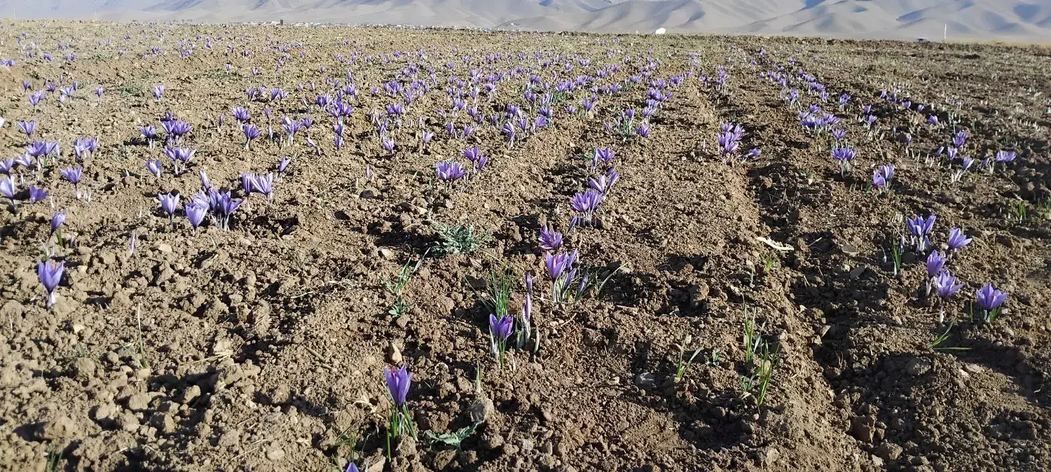 درخواست کارگر برای جمع آوری گل زعفران|استخدام صنعتی، فنی، مهندسی|تربت‌حیدریه, ترمینال|دیوار