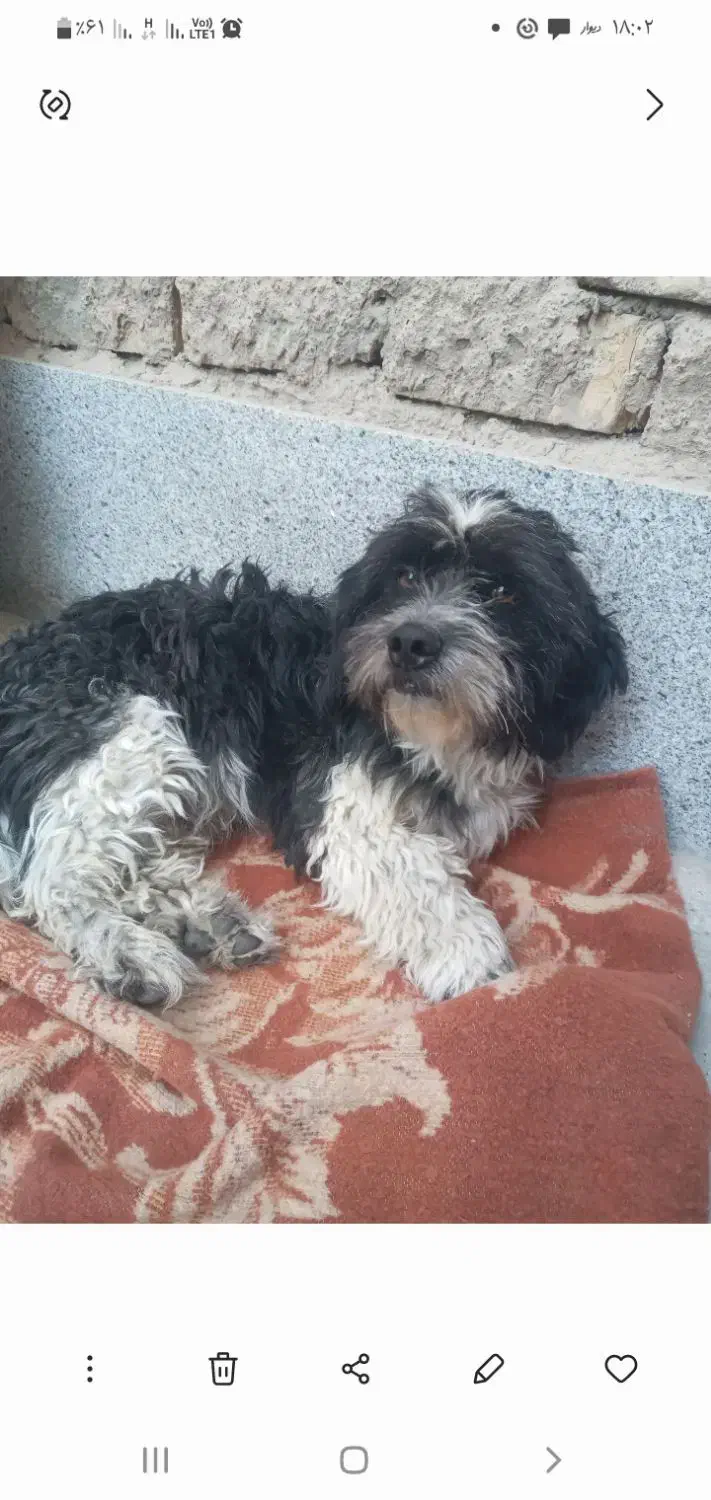 سگ باهوش ونر فروشی|سگ|مرودشت, ثبت احوال|دیوار