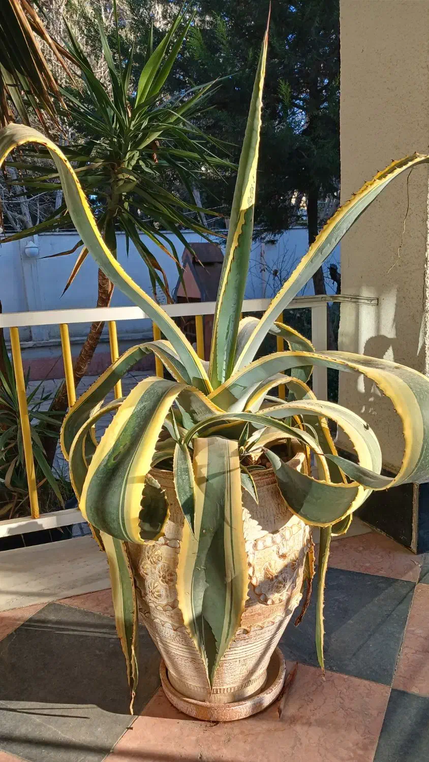 گل باگلدون|گل مصنوعی|کرج, فاز ۲ مهرشهر|دیوار