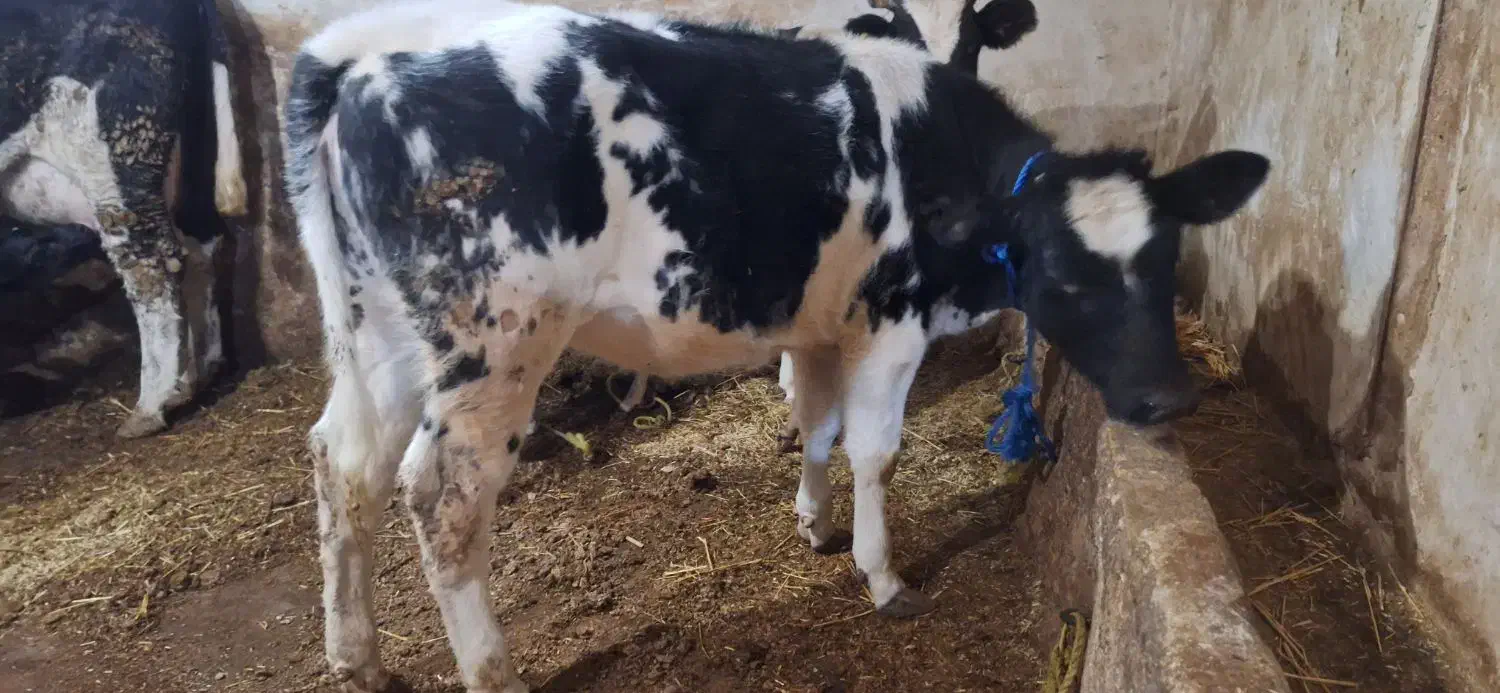 گوساله سفید ابی ماده|حیوانات مزرعه|اهر, |دیوار