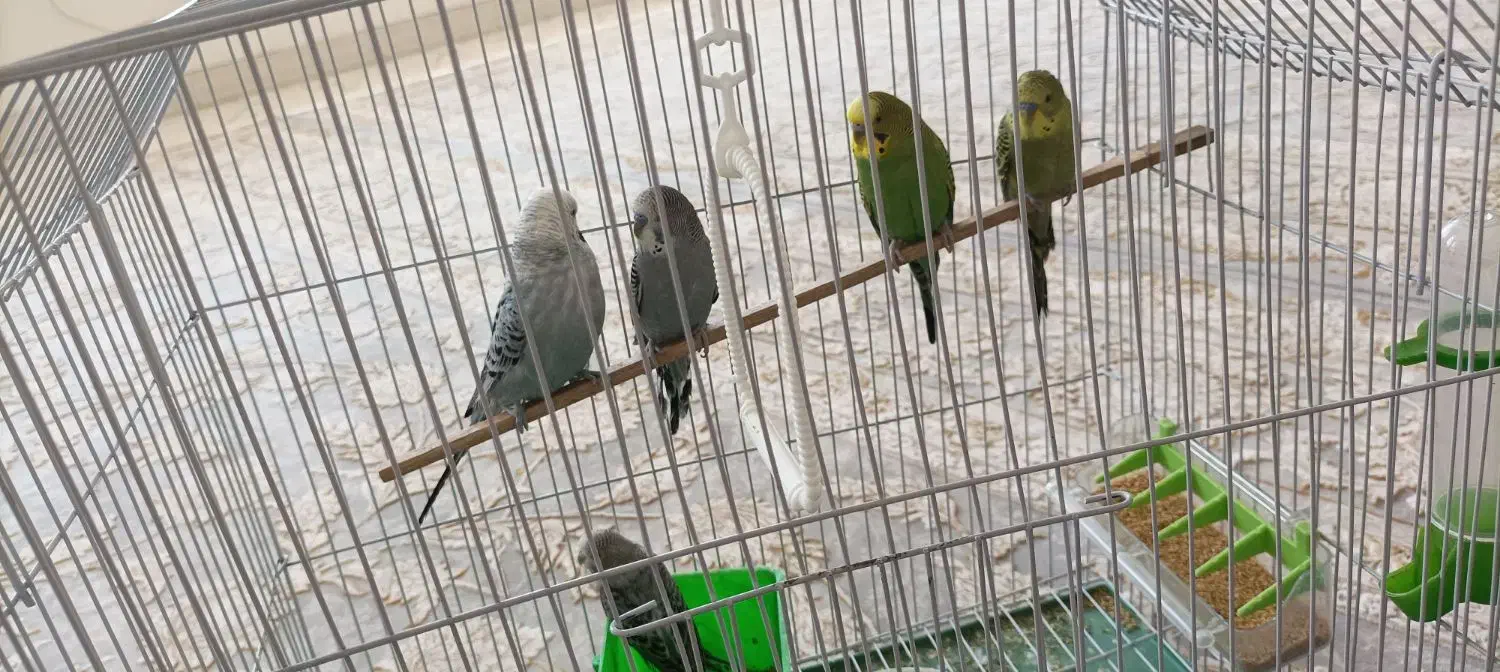 سلام. چهار عدد مرغ عشق|پرنده|جوانرود, |دیوار