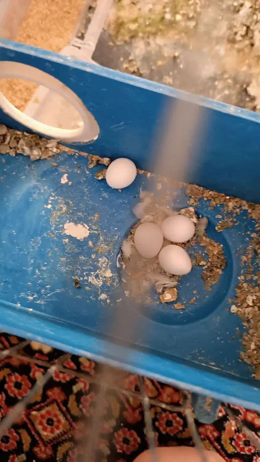 سه عدد مرغ عشق|پرنده|نقده, |دیوار