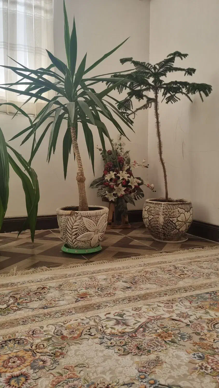 یوکا، سوسن ،کاج|گل و گیاه طبیعی|زرند, |دیوار
