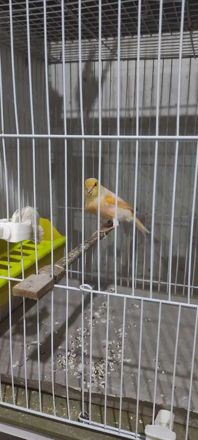 قناری|پرنده|مشهد, شهید قربانی|دیوار