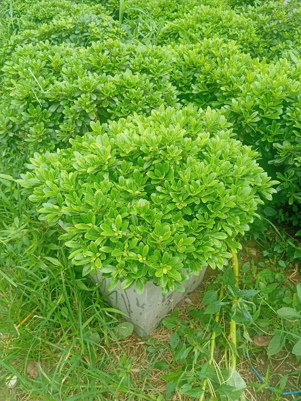 انواع گل بیرونی|گل و گیاه طبیعی|کلاچای, |دیوار