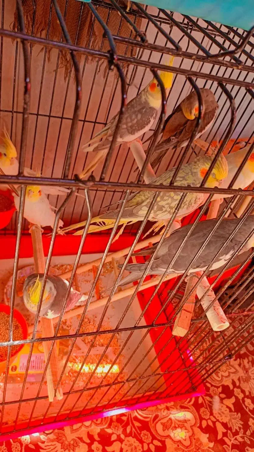 پرنده|پرنده|مشهد, امیرآباد|دیوار