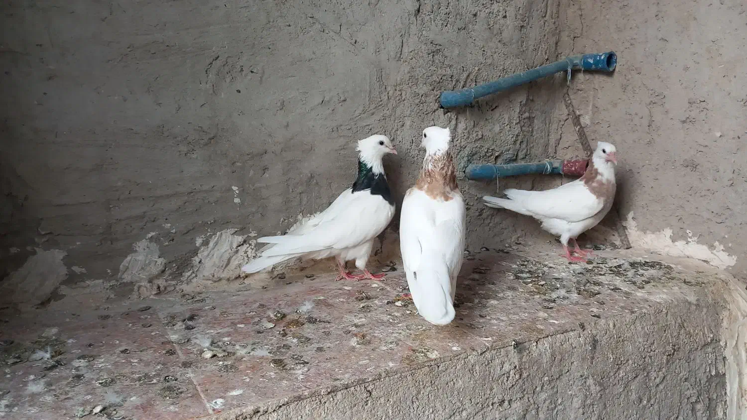 یه جفت طوقی ..|پرنده|ایلام, |دیوار