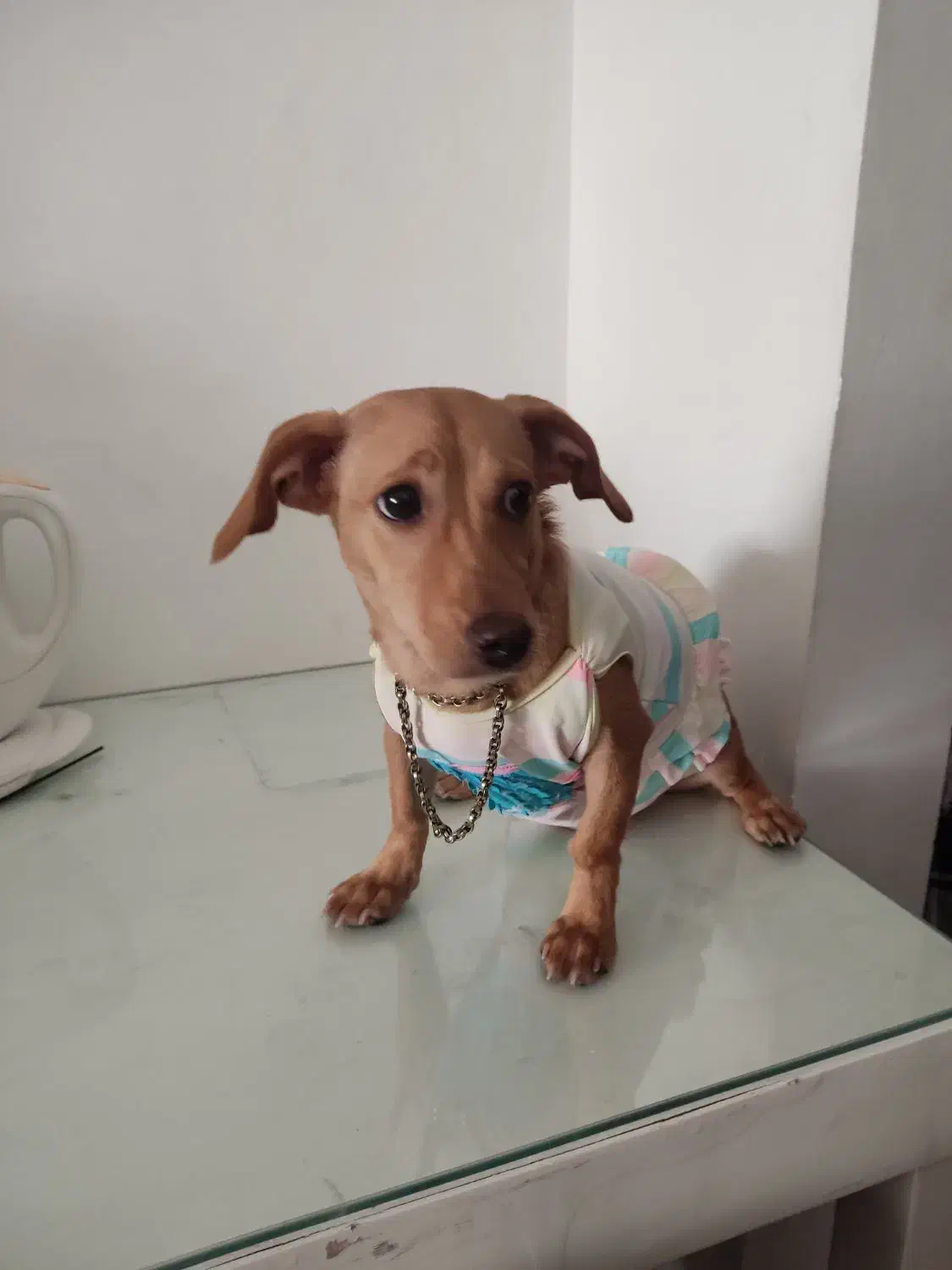 فروش پت ۶ماهه دختر،|سگ|مشهد, سجاد شهر|دیوار