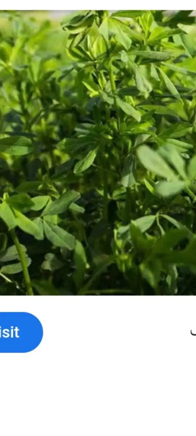 یونجه|لوازم جانبی حیوانات|نهاوند, |دیوار