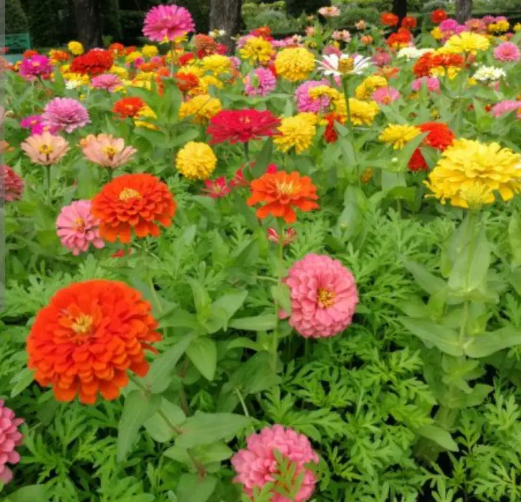 کاکلی و پرپینی|گل و گیاه طبیعی|بندر دیر, |دیوار