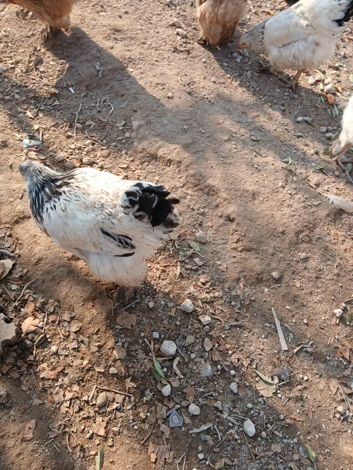 مزرعه|حیوانات مزرعه|اسکو, |دیوار