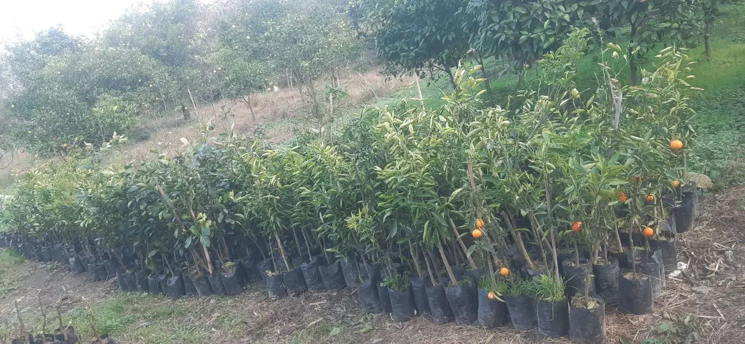 نهال مرکبات قیمت استثنایی|خدمات باغبانی و درختکاری|کومله, |دیوار