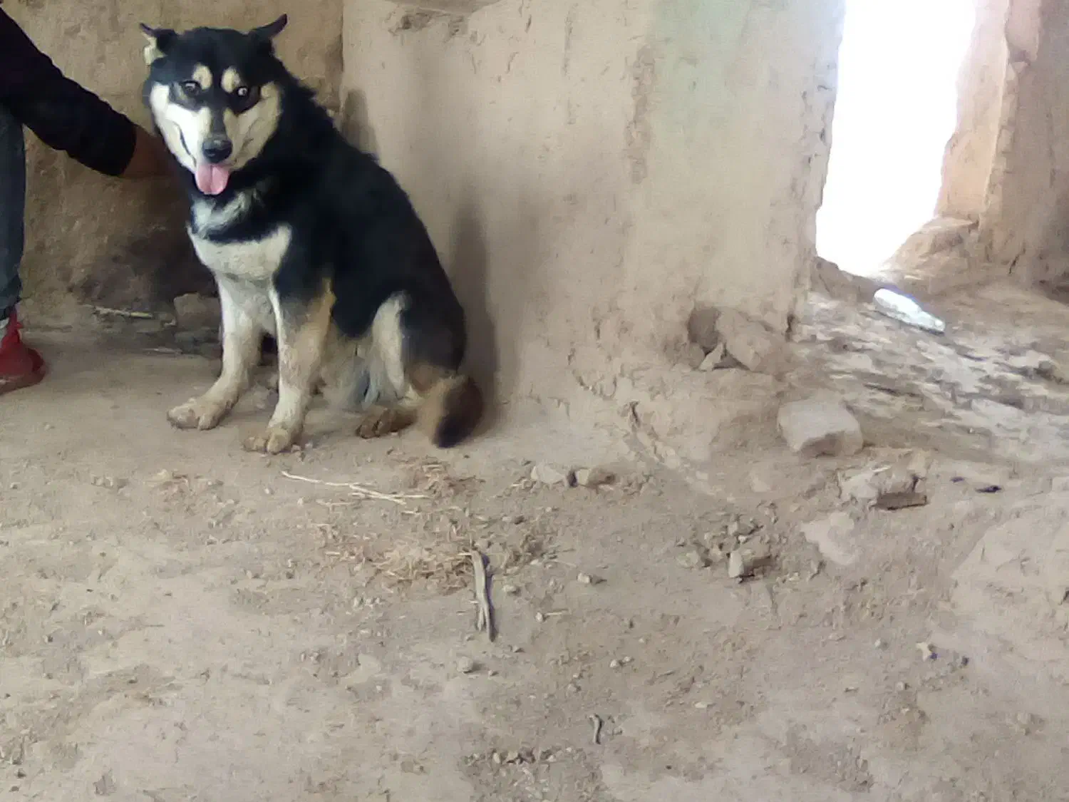 سگ.|سگ|شیروان (خراسان), |دیوار