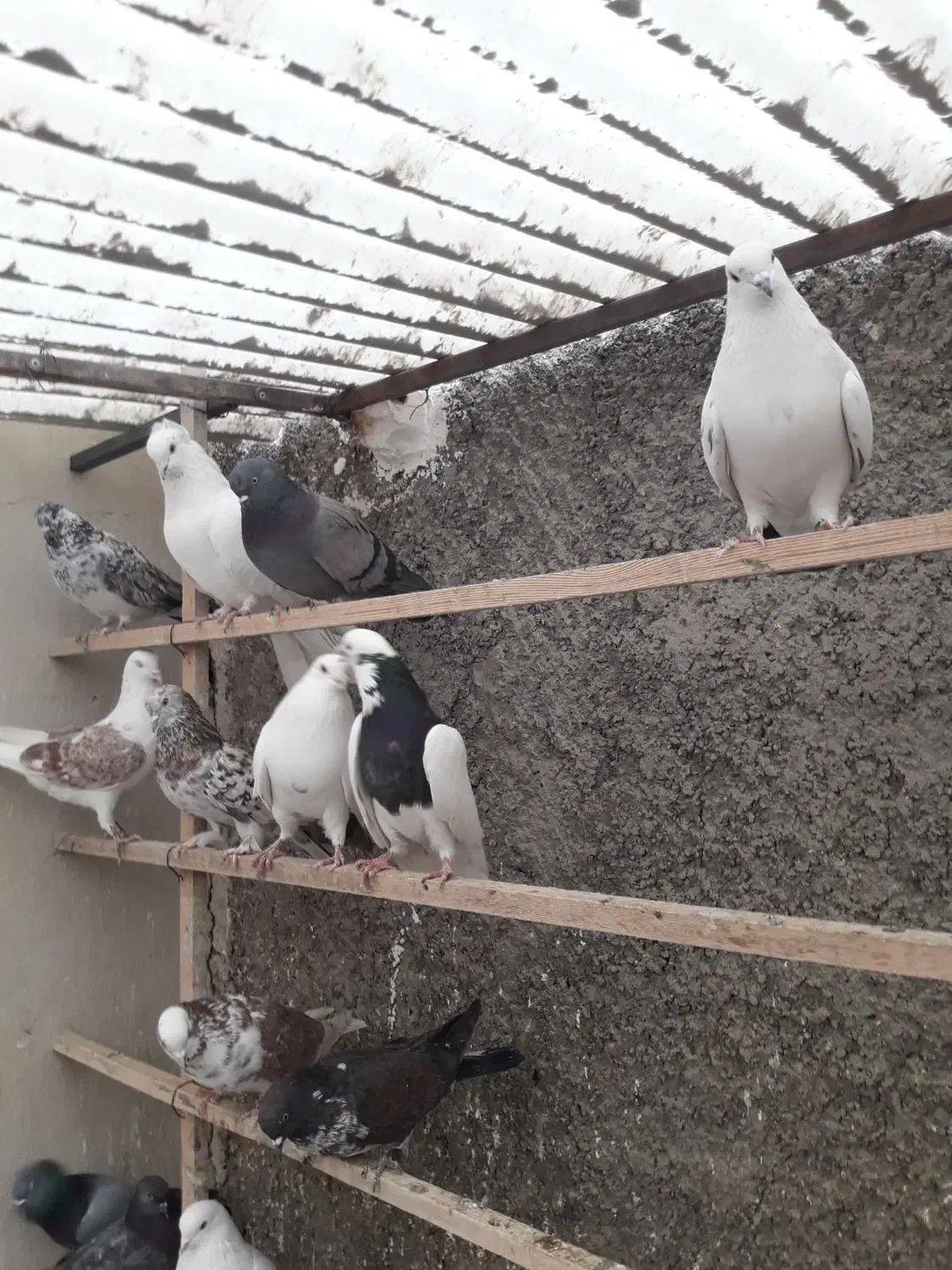 ۲۰طوق کبوتر پرشی|پرنده|تهران, جوادیه|دیوار