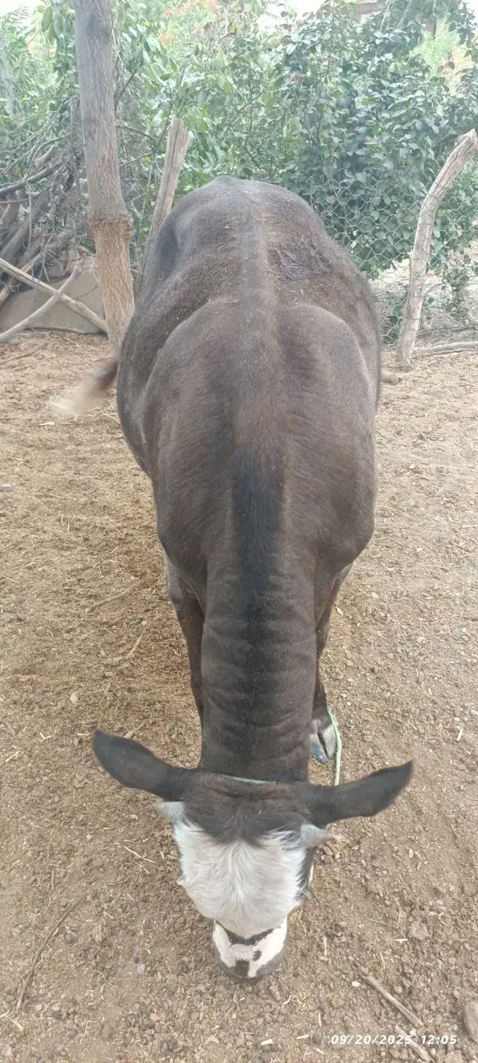 سمینتال نر|حیوانات مزرعه|بجنورد, |دیوار