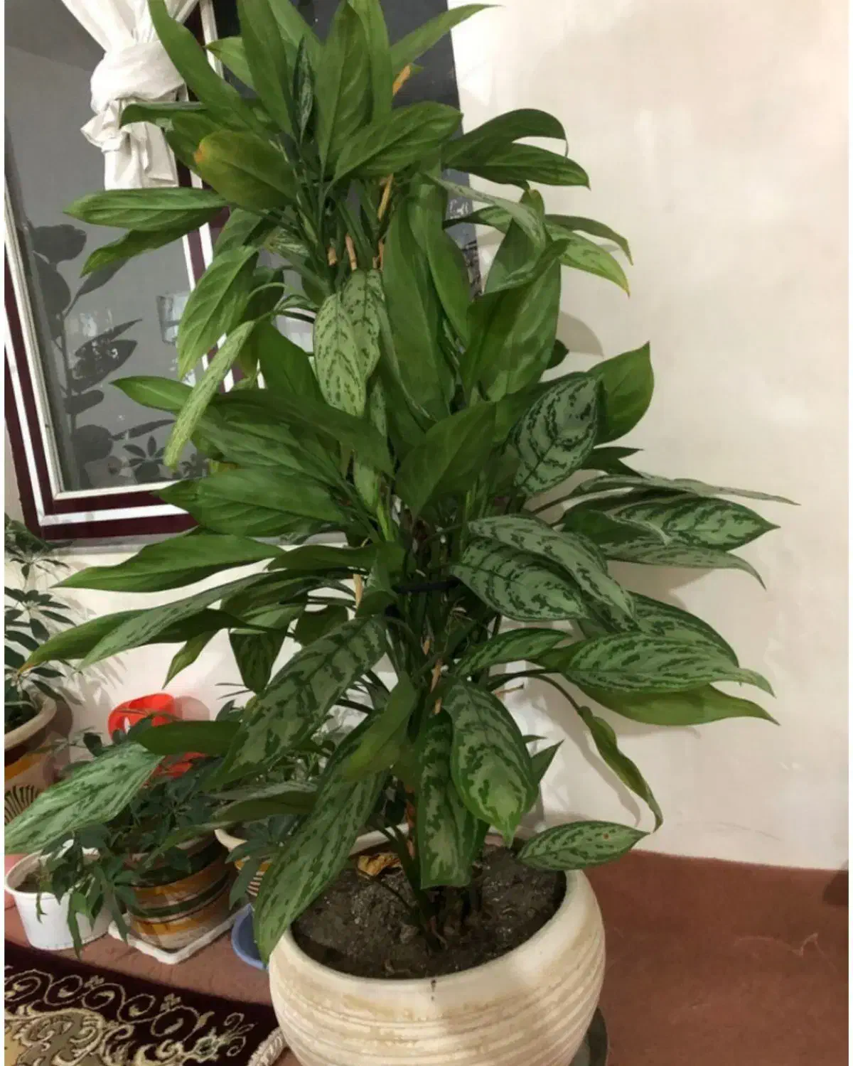 گل آپارتمانی یا نمایشگاهی|گل و گیاه طبیعی|چهاربرج, |دیوار