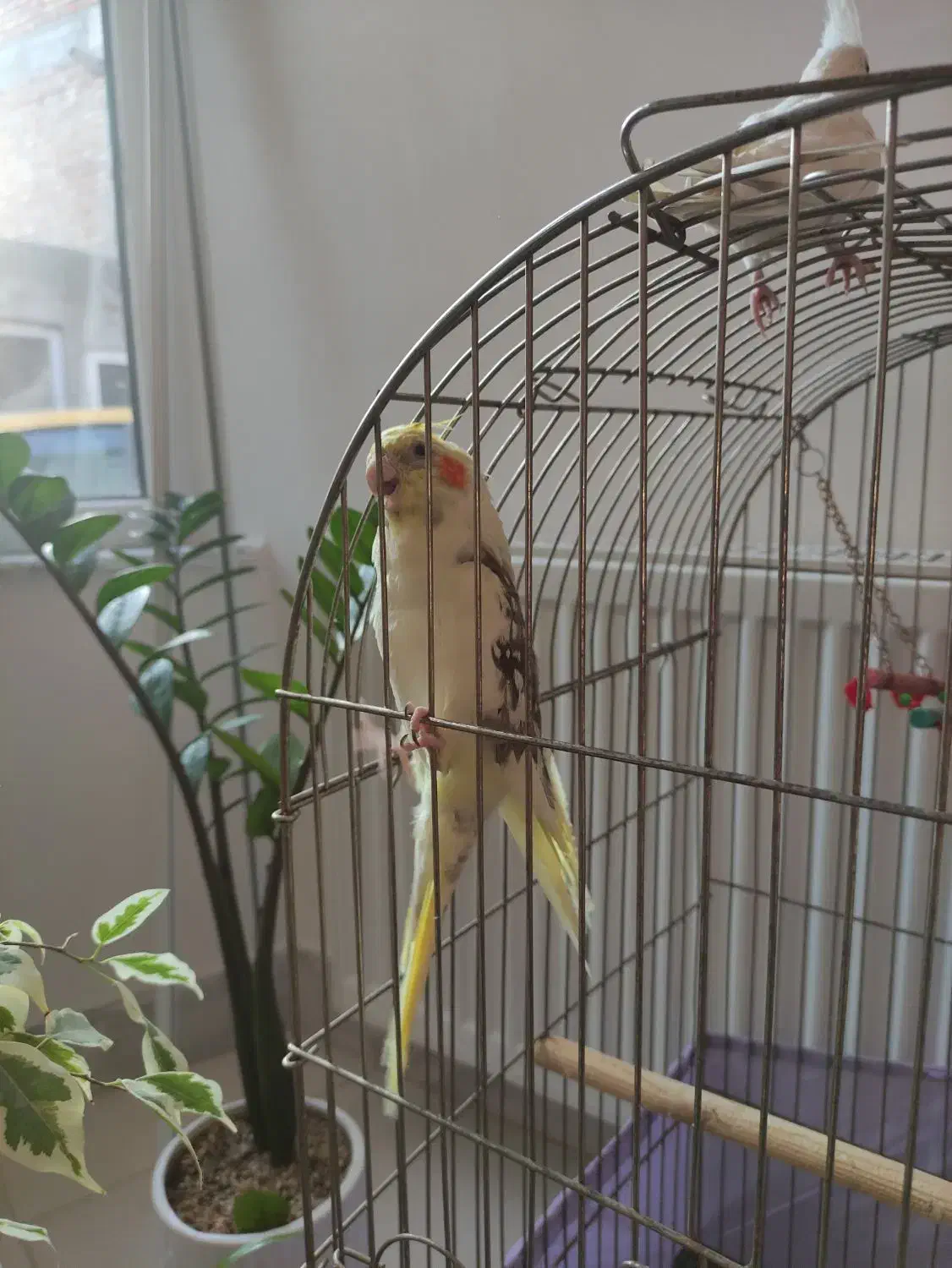 عروس هلندی لوتینو دوکت نر|پرنده|مشگین شهر, |دیوار