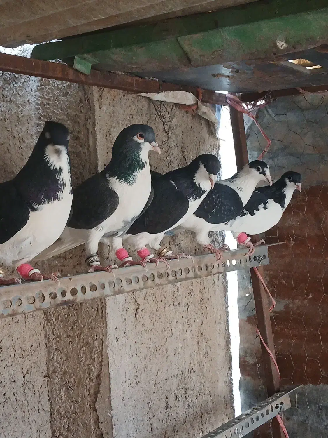 کفتر پرشی|پرنده|قزوین, |دیوار