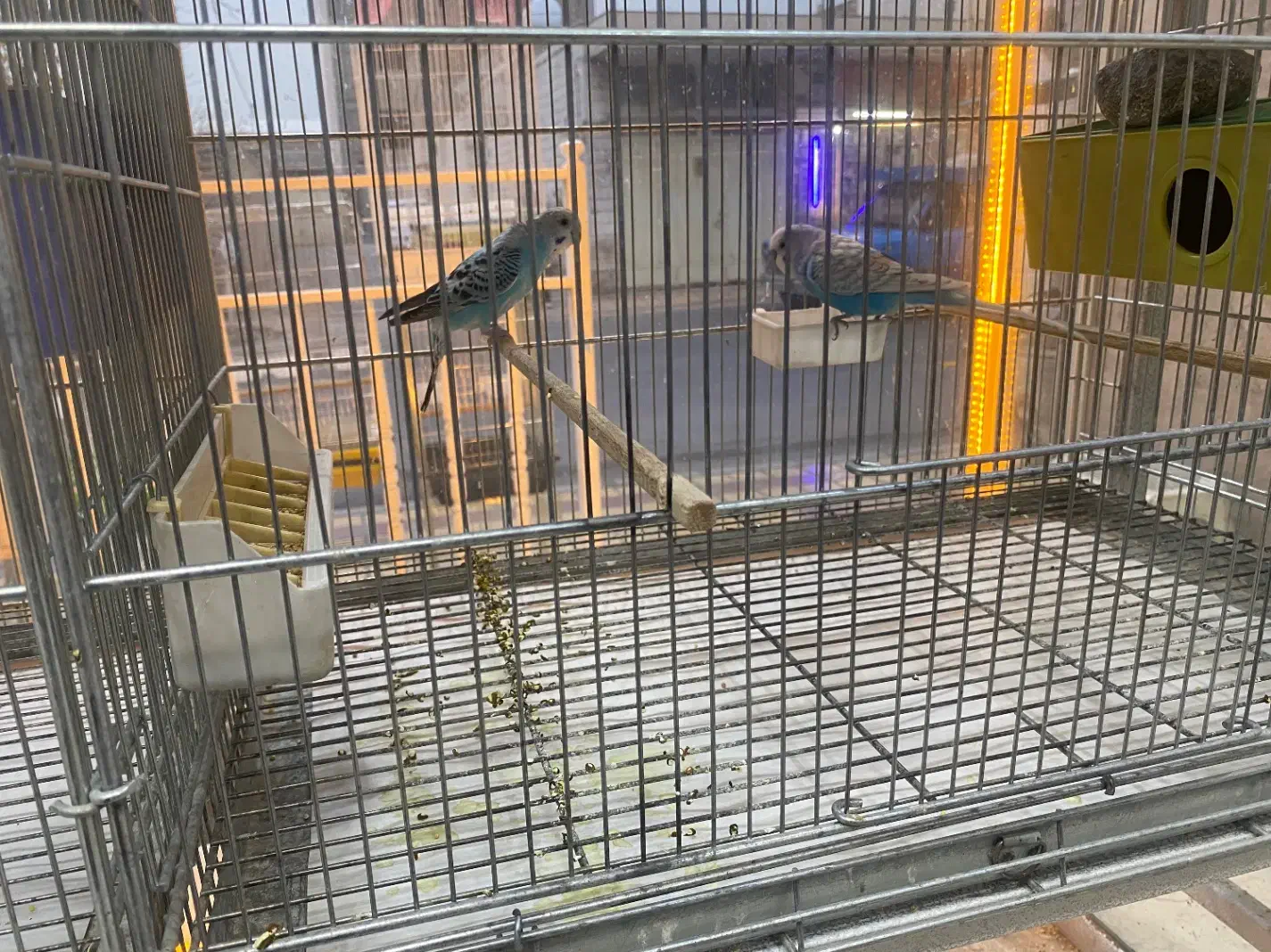 انواع پرنده های خانگی|پرنده|اصفهان, درب سیبه علیا|دیوار