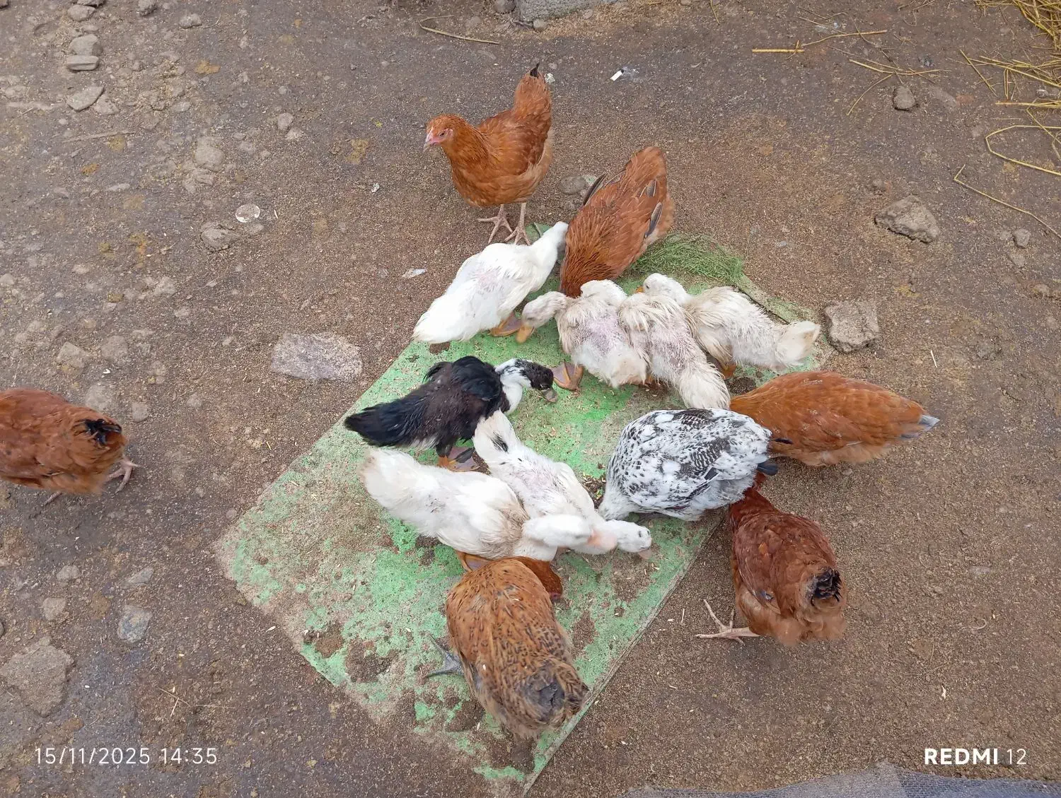 نیمچه گلپایگانی کاکلی و نیمچه اردک پکنی|حیوانات مزرعه|ماکلوان, |دیوار