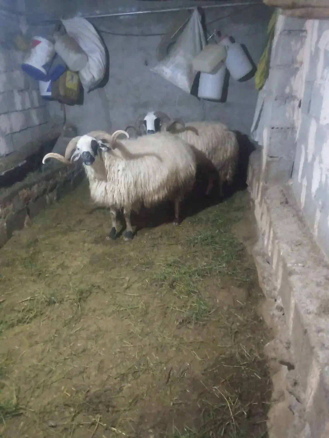 قوچ|حیوانات مزرعه|ارس, |دیوار