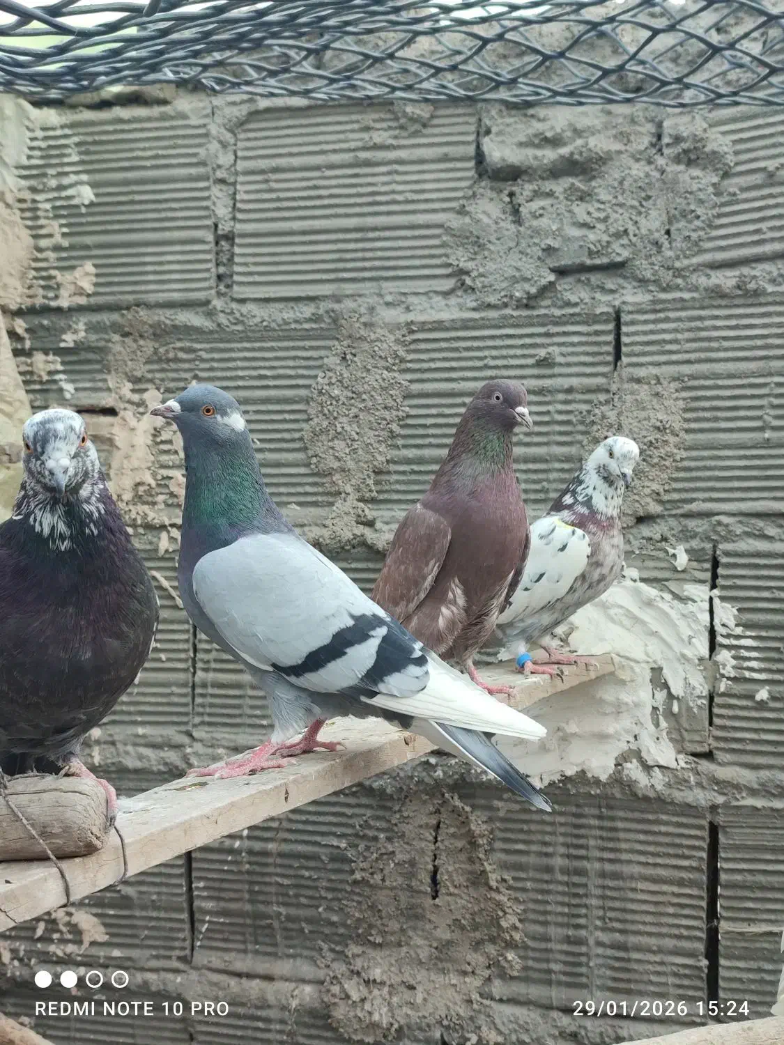 ۳۰ طوق کفتر پرشی قرچک ورامین|پرنده|قرچک, پویینک|دیوار