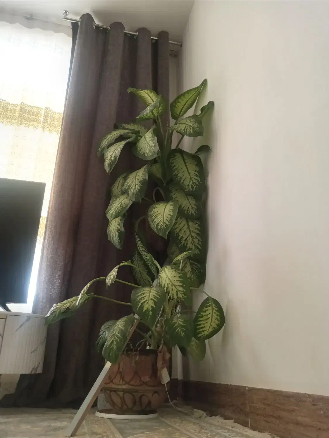 دیفن آپارتمانی سالم وخوشگل|گل و گیاه طبیعی|زاغه, |دیوار