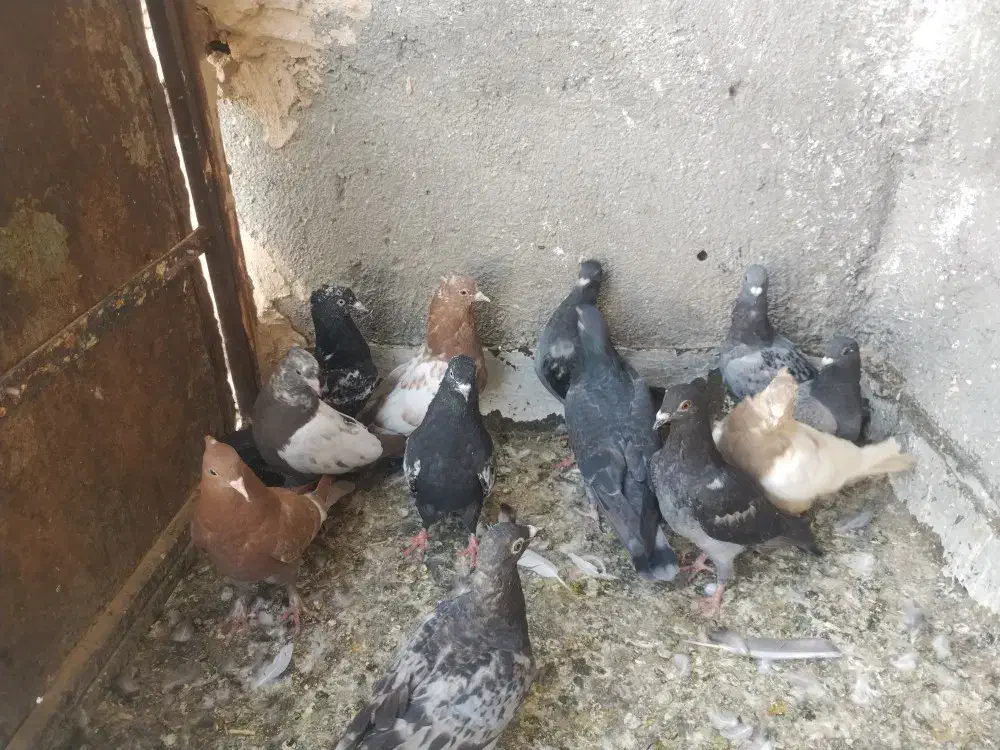 جوانه کفتر|پرنده|باشتین, |دیوار