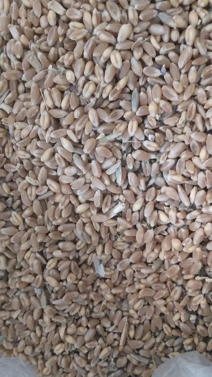 گندم24000|خدمات باغبانی و درختکاری|اراک, |دیوار