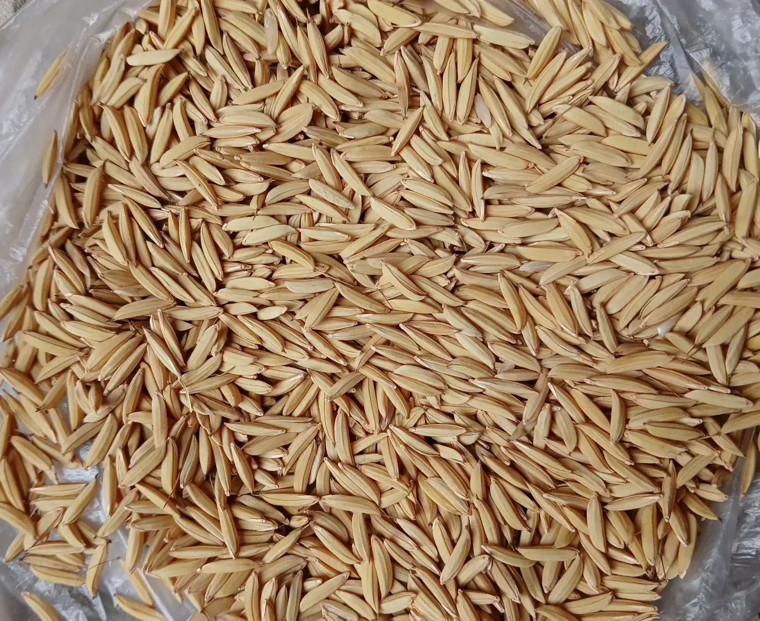 شالی دم سیاه قلم درشت به شرط|عمدهفروشی|گنبد کاووس, |دیوار