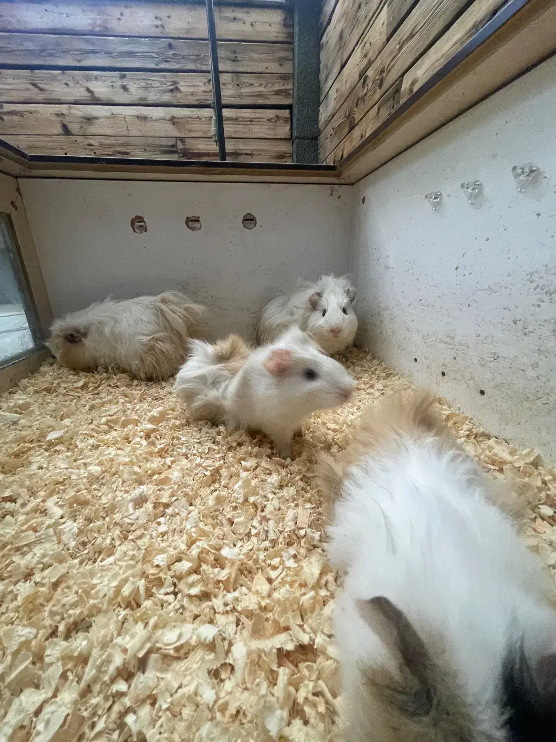 خوکچه هندی|موش و خرگوش|تهران, ظفر|دیوار