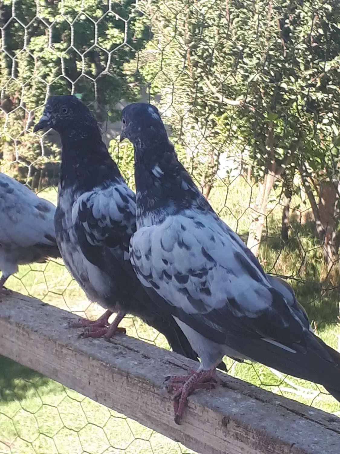 کفتر پاکستانی|پرنده|نیر (اردبیل), |دیوار