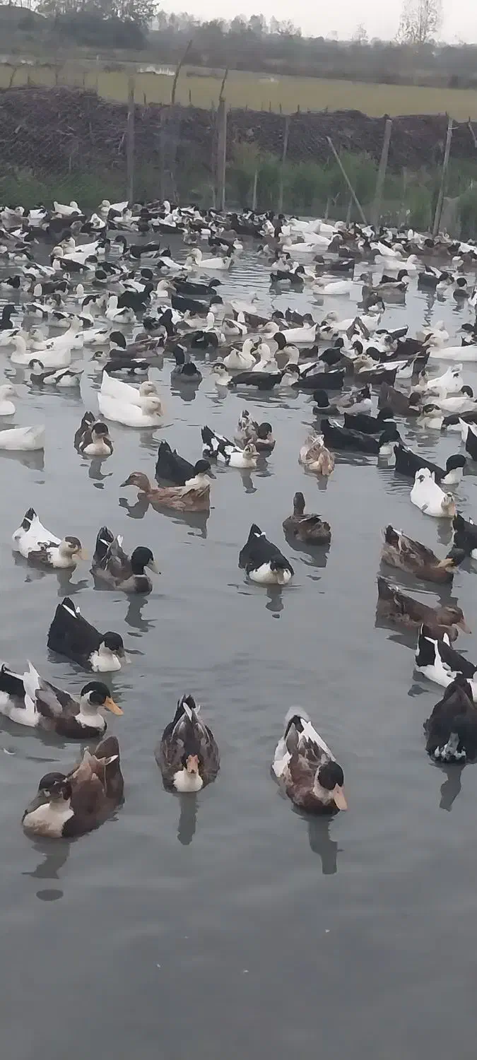 ۷۰۰عدد اردک پکنی ۵ماهه سنگین وزن|حیوانات مزرعه|فومن, |دیوار