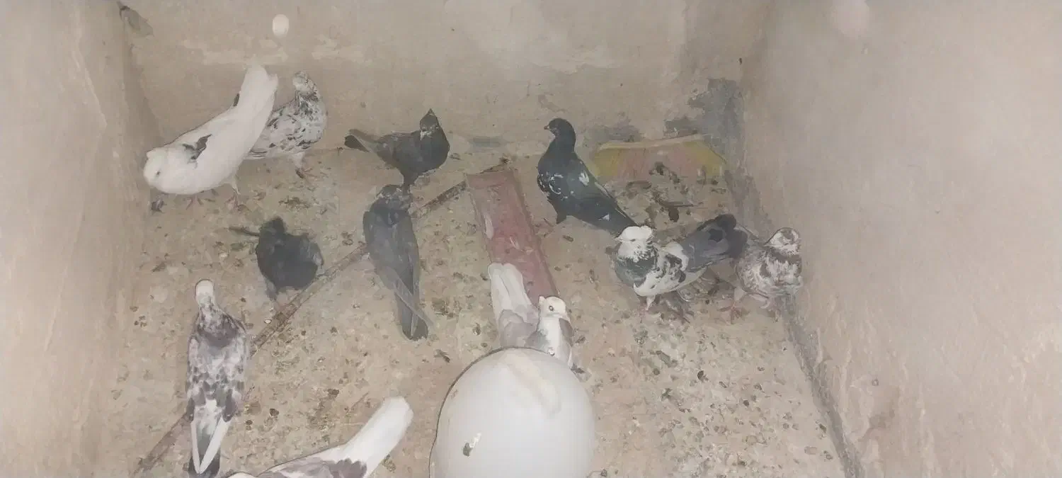 کبوتر|پرنده|چادگان, |دیوار