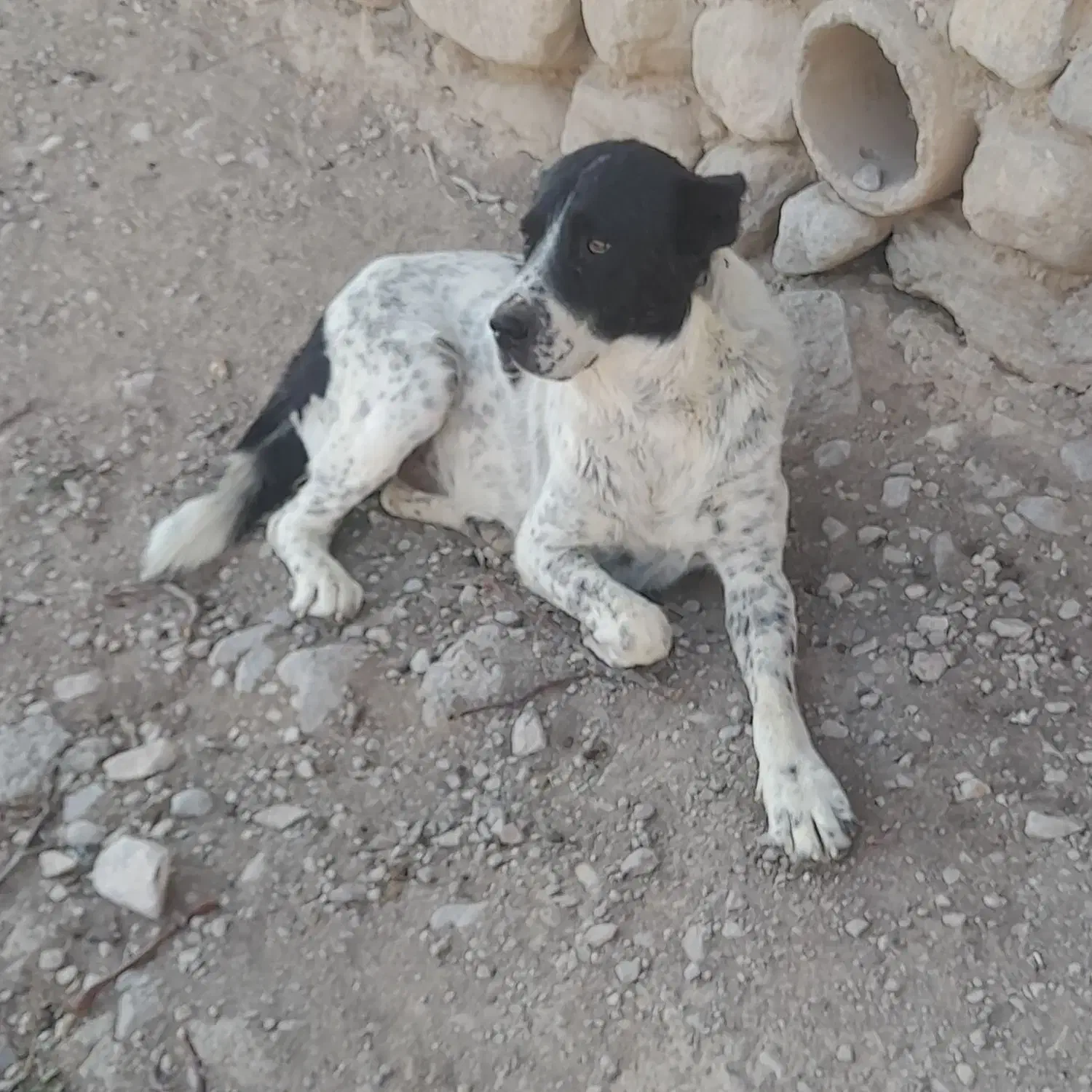 سگ گوسفندی|سگ|شیروان (خراسان), |دیوار