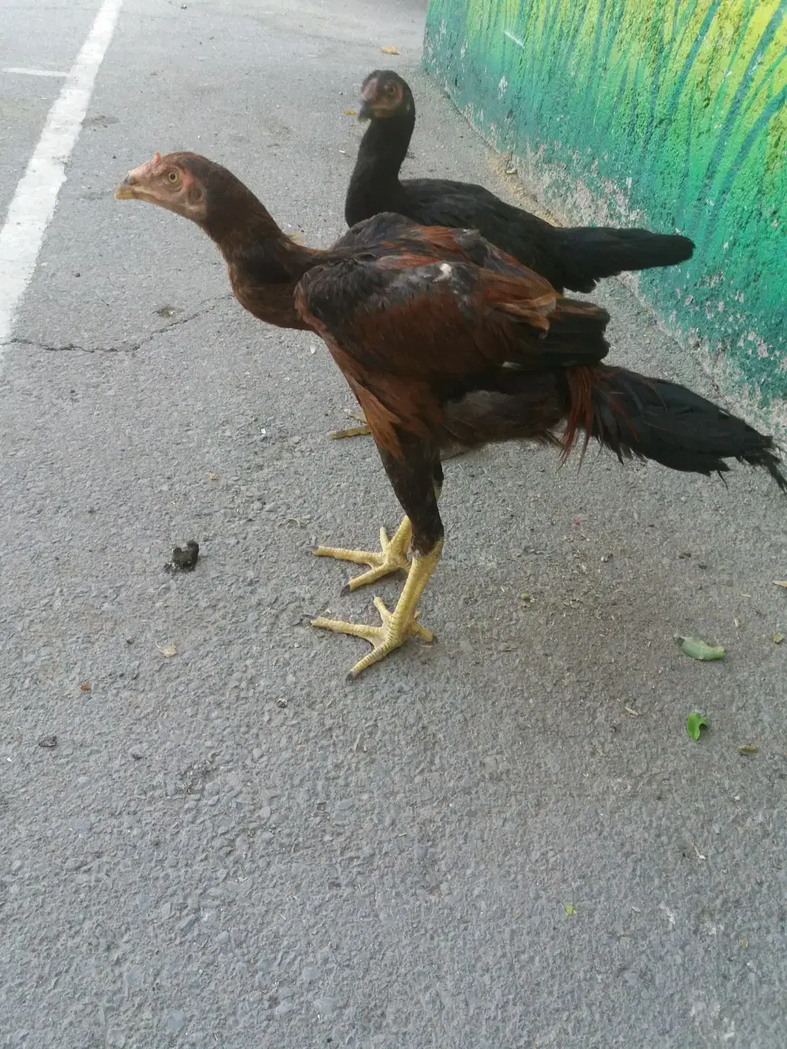 مرغ و خروس اصیل لاری|حیوانات مزرعه|تهران, شهرک امام خمینی|دیوار