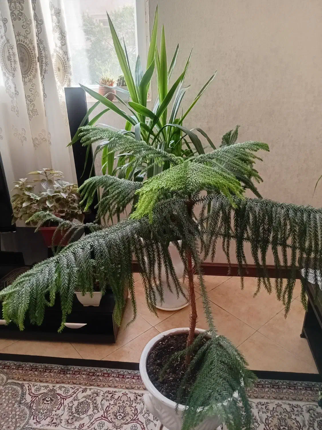 گل زیبای پانداتوس کاج مطبق|گل و گیاه طبیعی|شیراز, درکی|دیوار