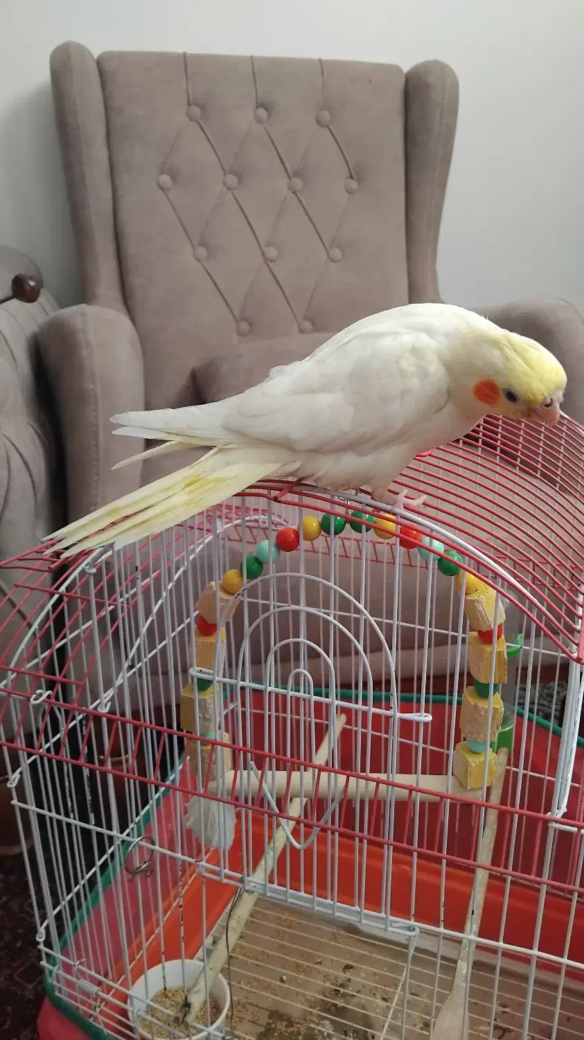 جوجه سرلاکی عروس هلندی دونخورشده معاوضه دارم|پرنده|صائین قلعه, |دیوار