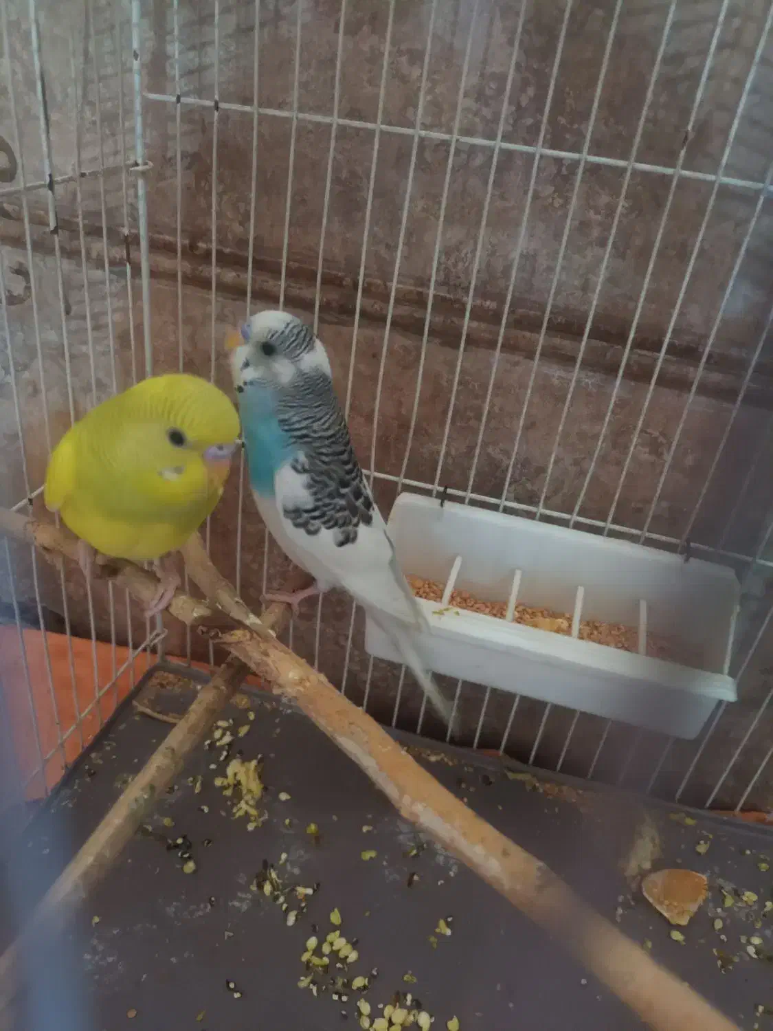 مرغ عشق سالم وسرحال|پرنده|ری, ظهیرآباد|دیوار