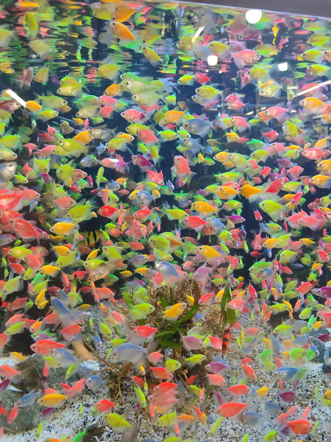 کالر 30 تا بخر 60 تا ببر|ماهی|مشهد, دوست آباد|دیوار