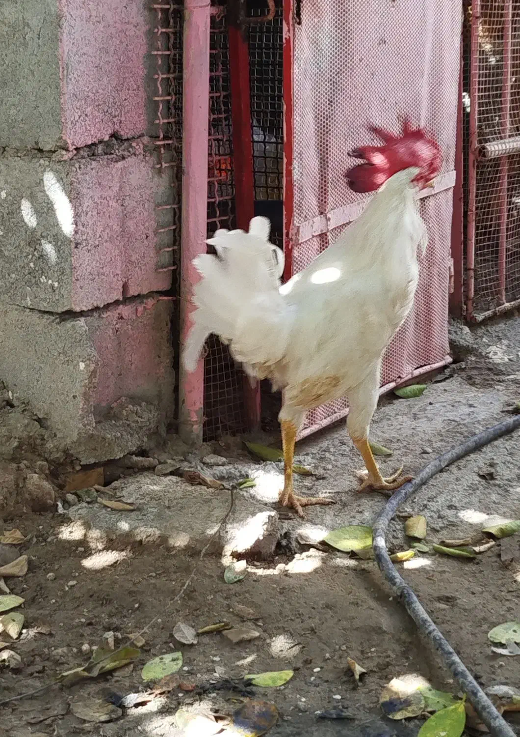 خروس ۸ ماهه|حیوانات مزرعه|جاسک, |دیوار