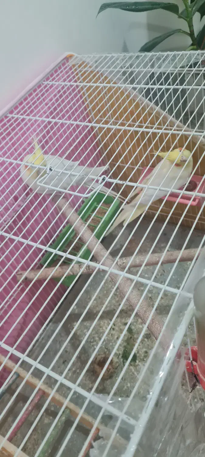 عروس هلندی|پرنده|قائن, |دیوار