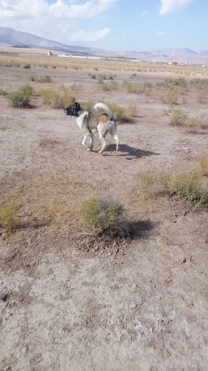 سگ سرابی جوان نترس بسیار جسور|سگ|خواجه, |دیوار