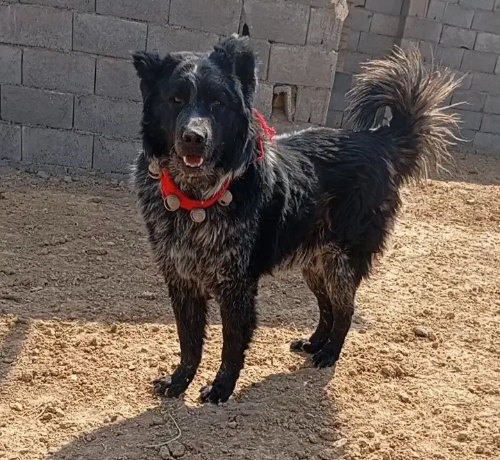 سگ بومی|سگ|اصفهان, منتظرالمهدی|دیوار