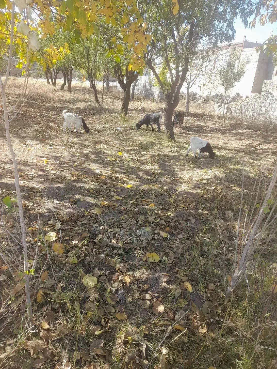 بز و بزغاله ۳ عدد بز غاله ۲عدد|حیوانات مزرعه|قیدار, |دیوار