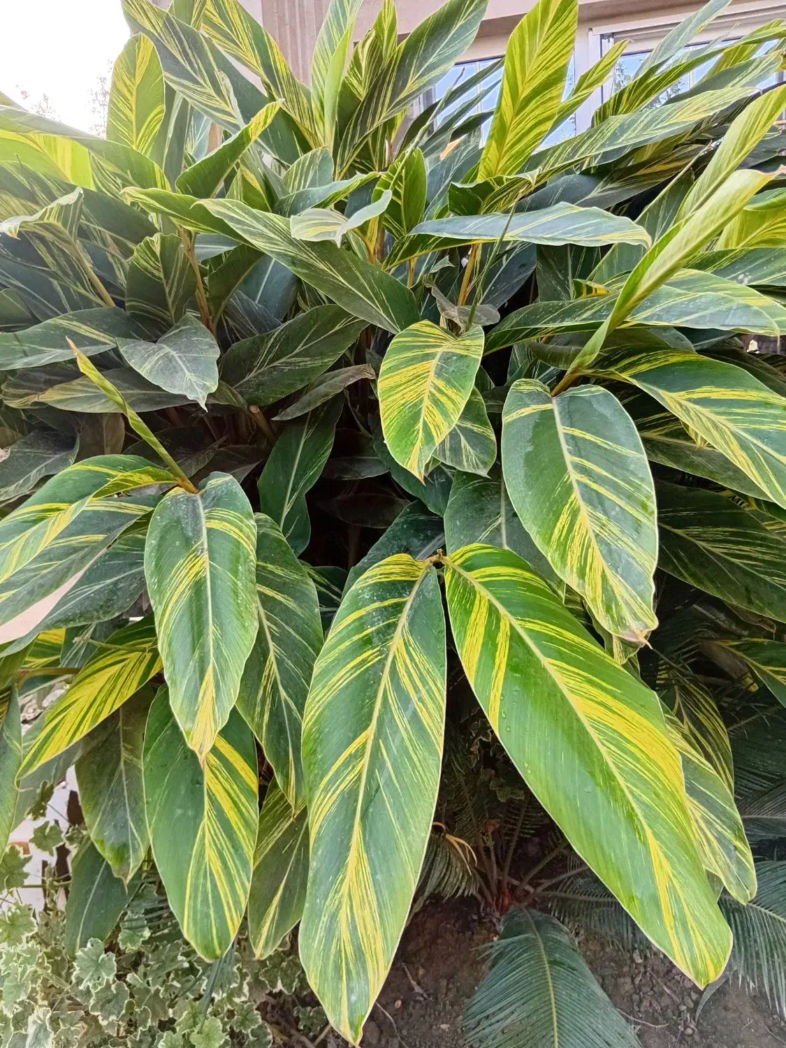 کارشناس مشاور گل و گیاه و باغبانی|خدمات باغبانی و درختکاری|مشهد, هفت تیر (حافظ)|دیوار