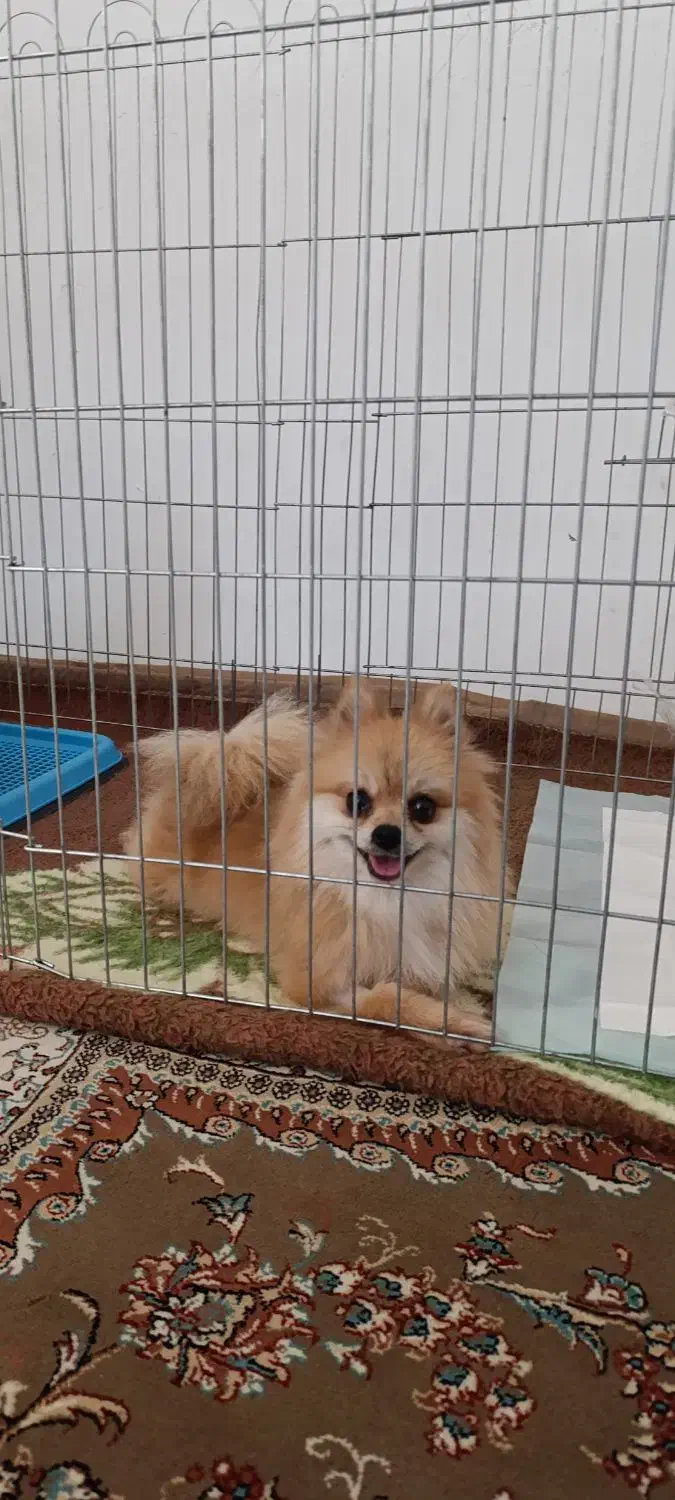 پامر روباهی ماده آماده جفتگیری|سگ|صحنه, |دیوار