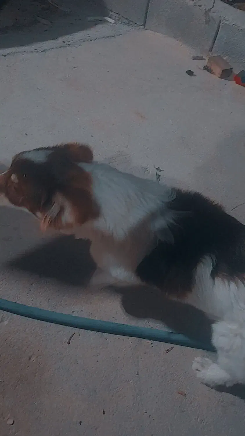 فروش سگ پاکوتاه|سگ|شیراز, شاپورجان|دیوار