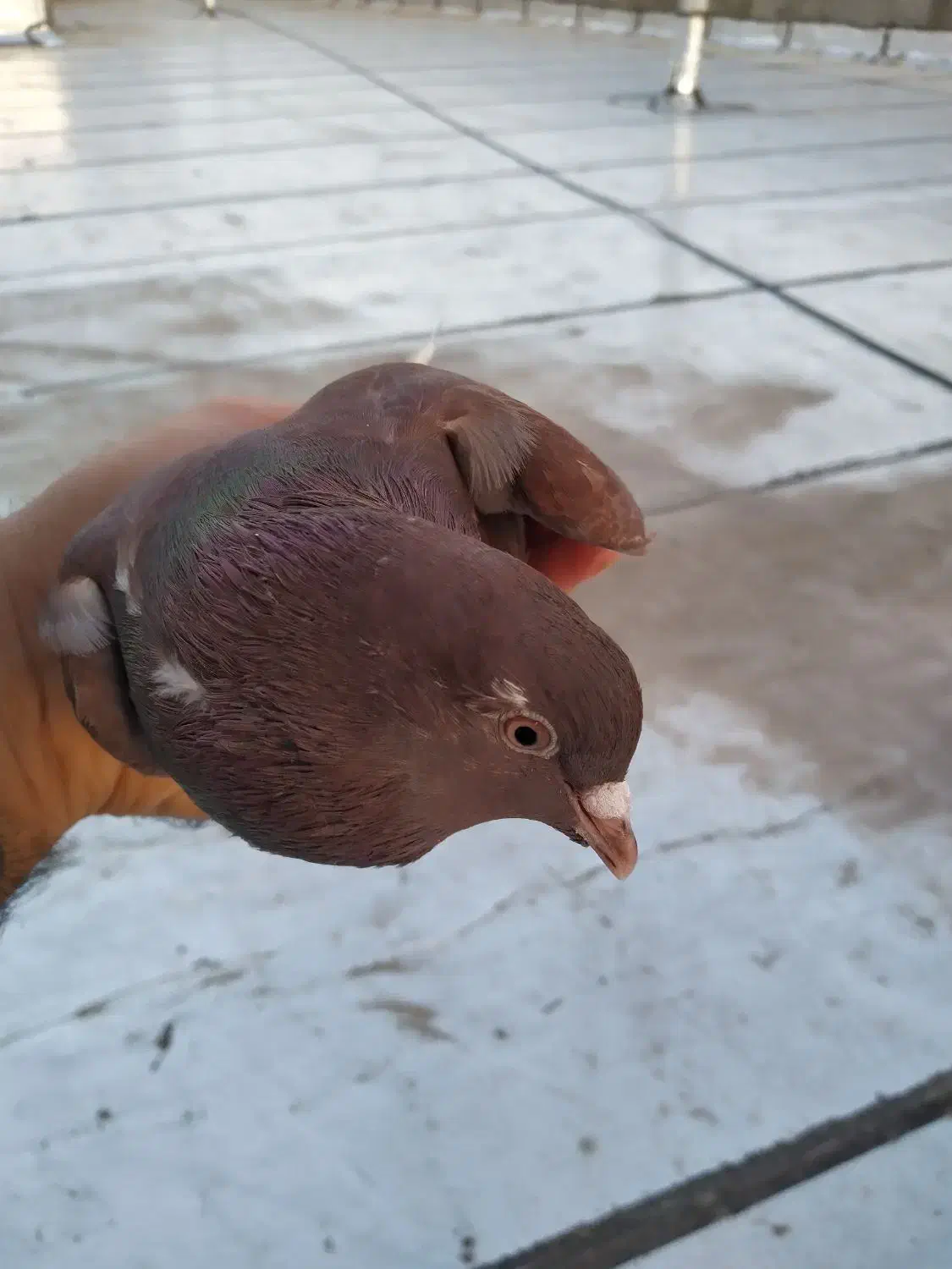 مجسمه|صنایع دستی و سایر لوازم تزئینی|بافق, |دیوار