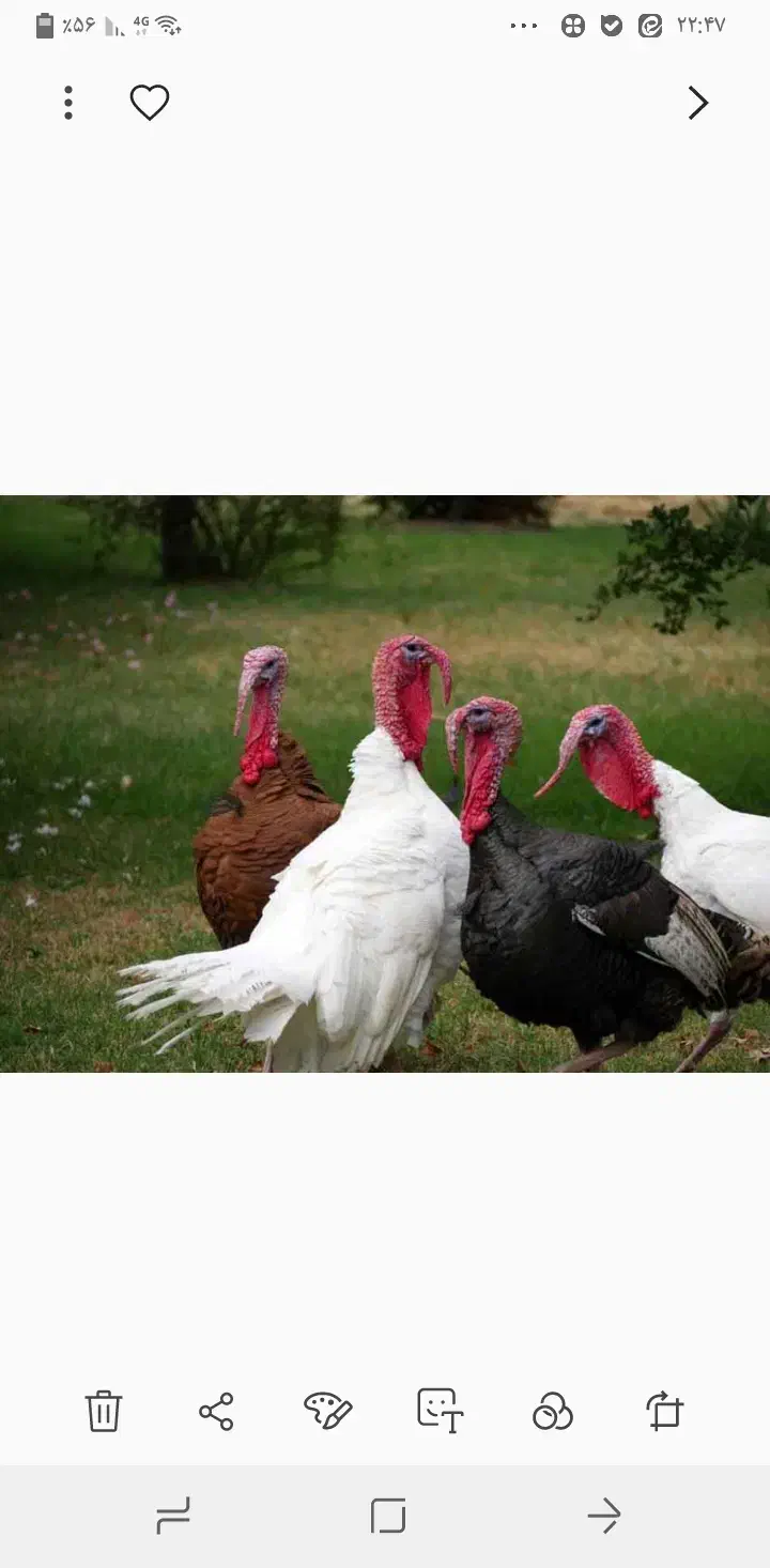 بیوتی کاملا ارگانیک|حیوانات مزرعه|جویبار, |دیوار